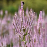 Przetacznikowiec 'Challenger' (Veronicastrum virginicum) - veronicastrum_challanger_71463_2aa[1].jpg